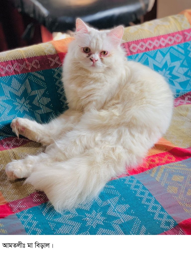 হারিয়ে যাওয়ার ২০ ঘন্টা পরে মা বিড়াল ফিরে পেলো মালিক