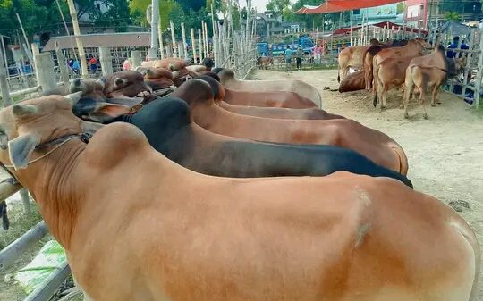 সলঙ্গায় পর্যাপ্ত কোরবানীর পশু ক্রেতা কম