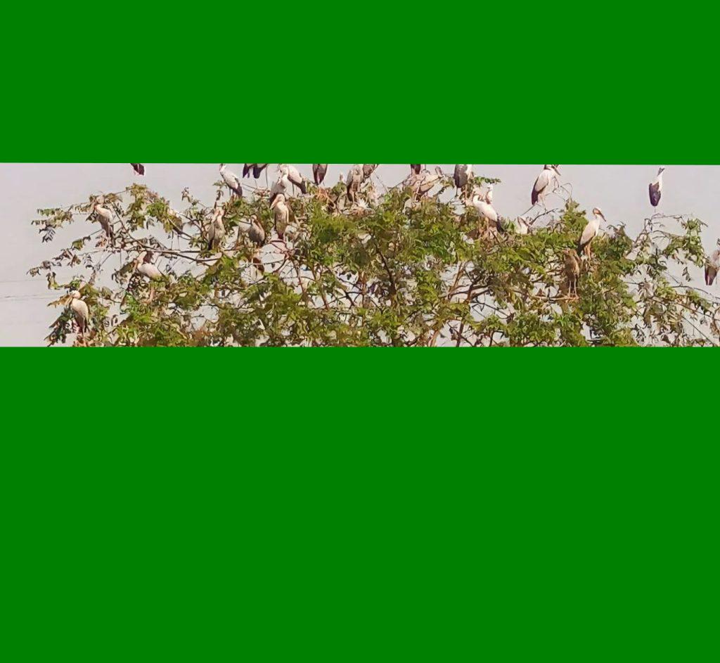 সলঙ্গায় শীতের শুরুতেই অতিথি পাখির আগমন