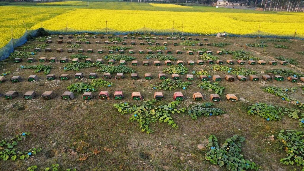 <span>1 / </span>সলঙ্গায় হলুদের মাঠে মৌমাছির গুঞ্জণ