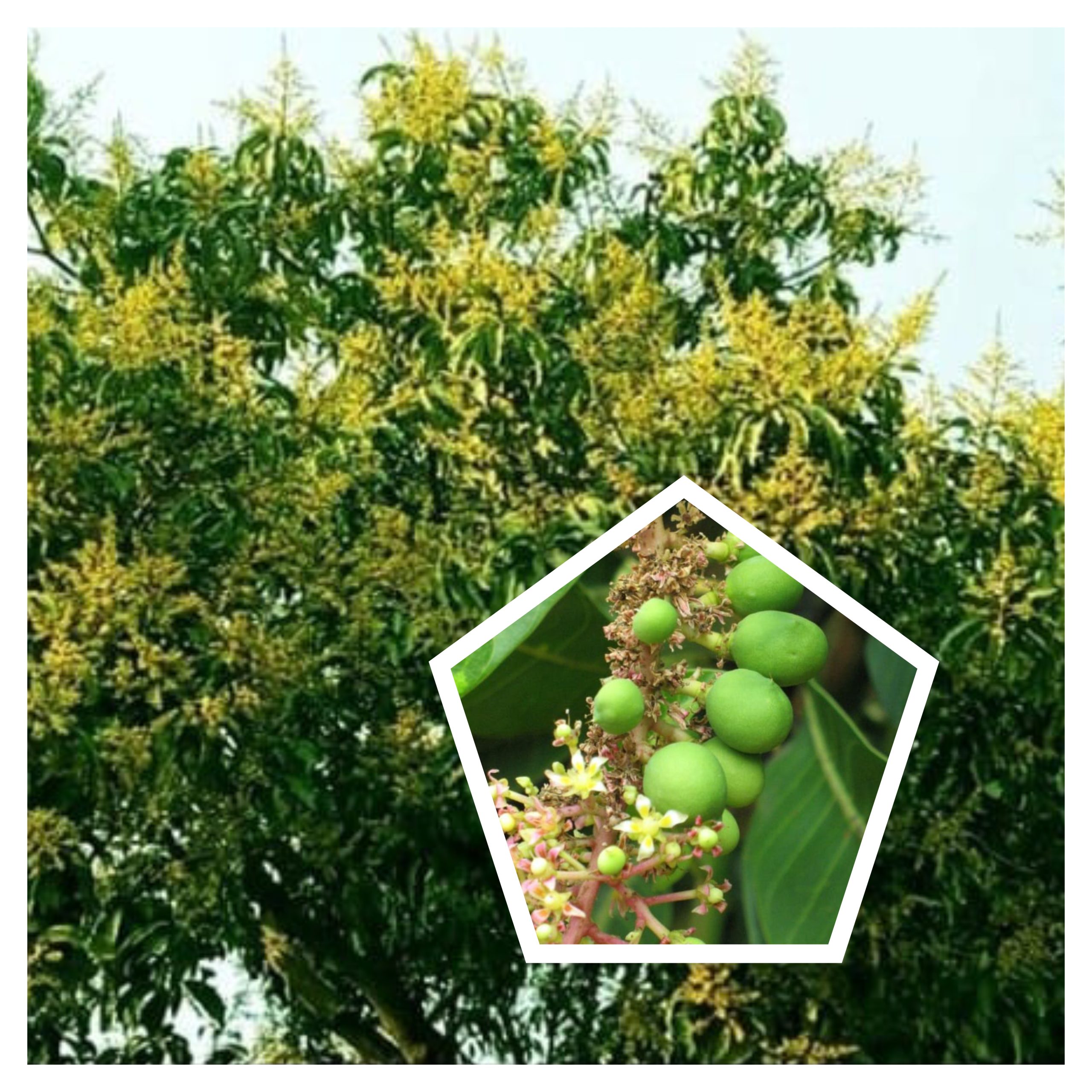 আমের মুকুলের মিষ্টি মৌ মৌ ঘ্রাণ